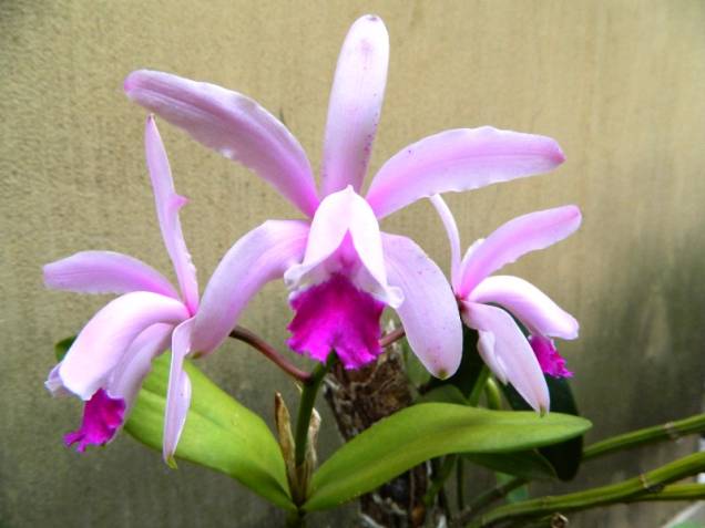 A espécie Cattleya intermedia A espécie Cattleya intermedia