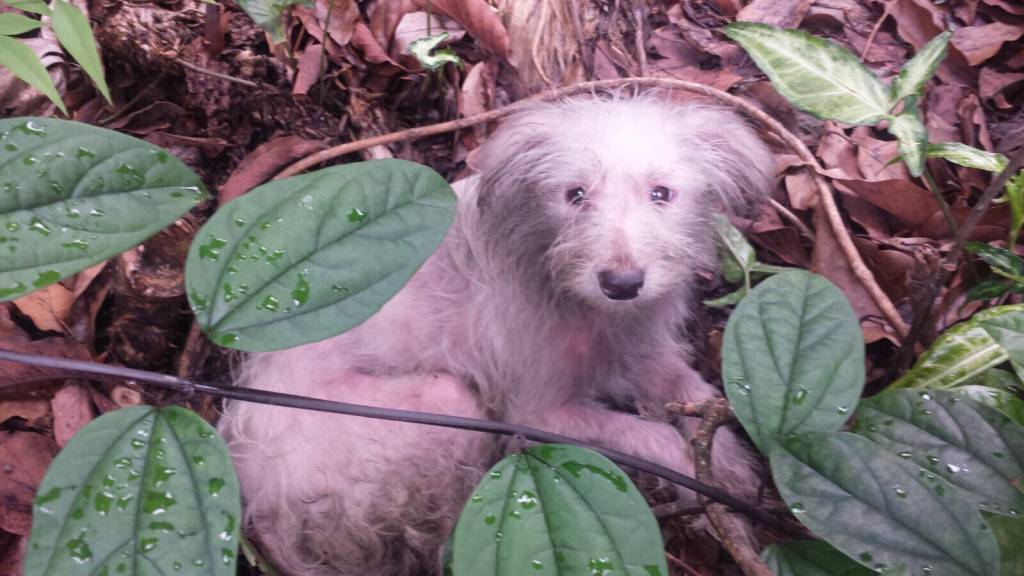 Incêndio mata idosa e dez cachorros