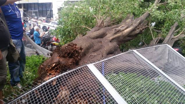 	Segundo relatos, a raíz da árvore estava podre