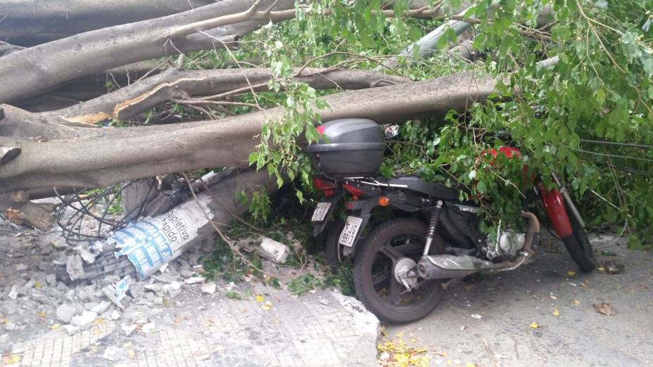 	Moto atingida por queda da árvore