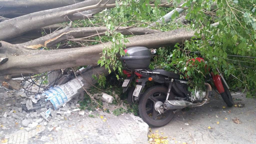 	Moto atingida por queda da &aacute;rvore