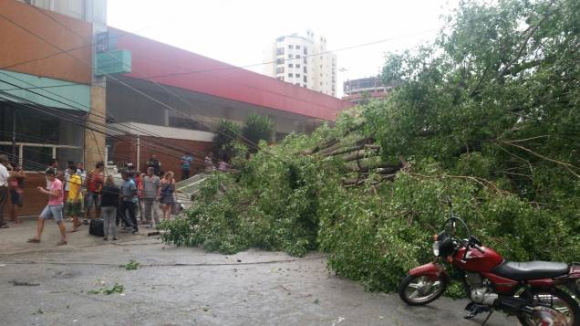 Queda de árvore assusta os moradores da Lapa Queda de árvore assusta os moradores da Lapa