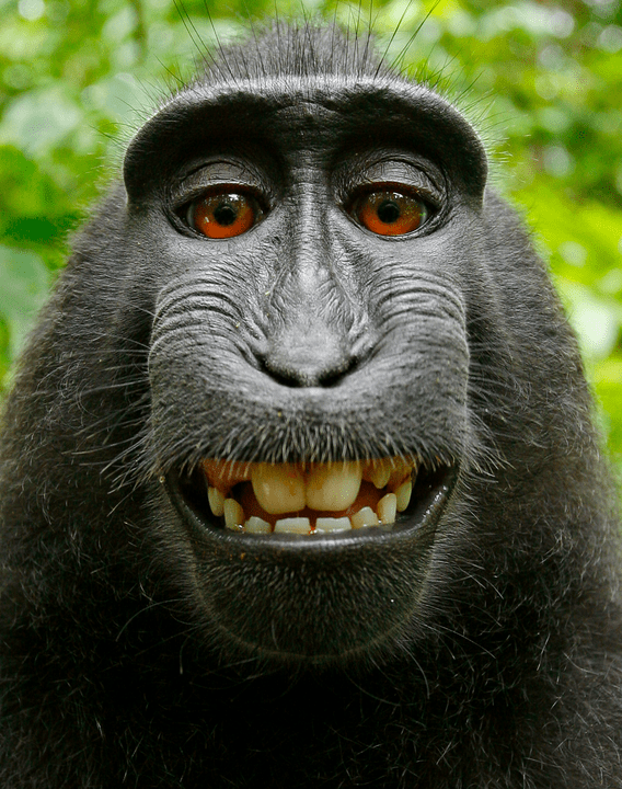 Macaco selfie