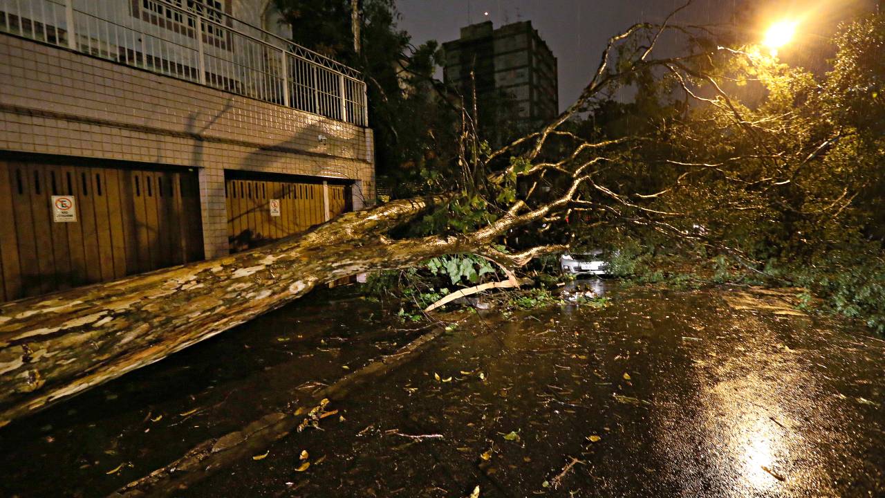 Árvore queda Vila Madalena chuva