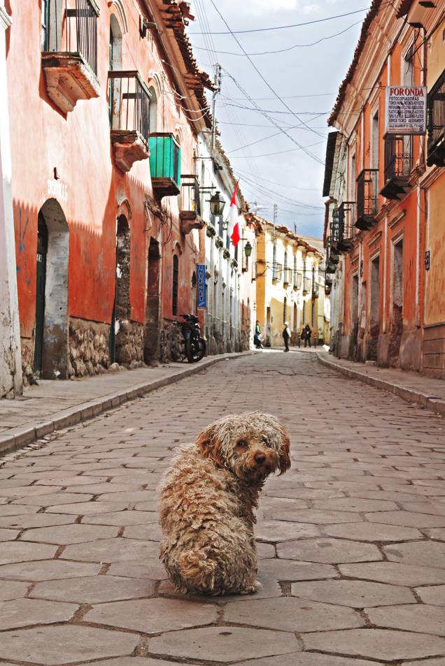 O espaço também abre suas portas para os animais O espaço também abre suas portas para os animais