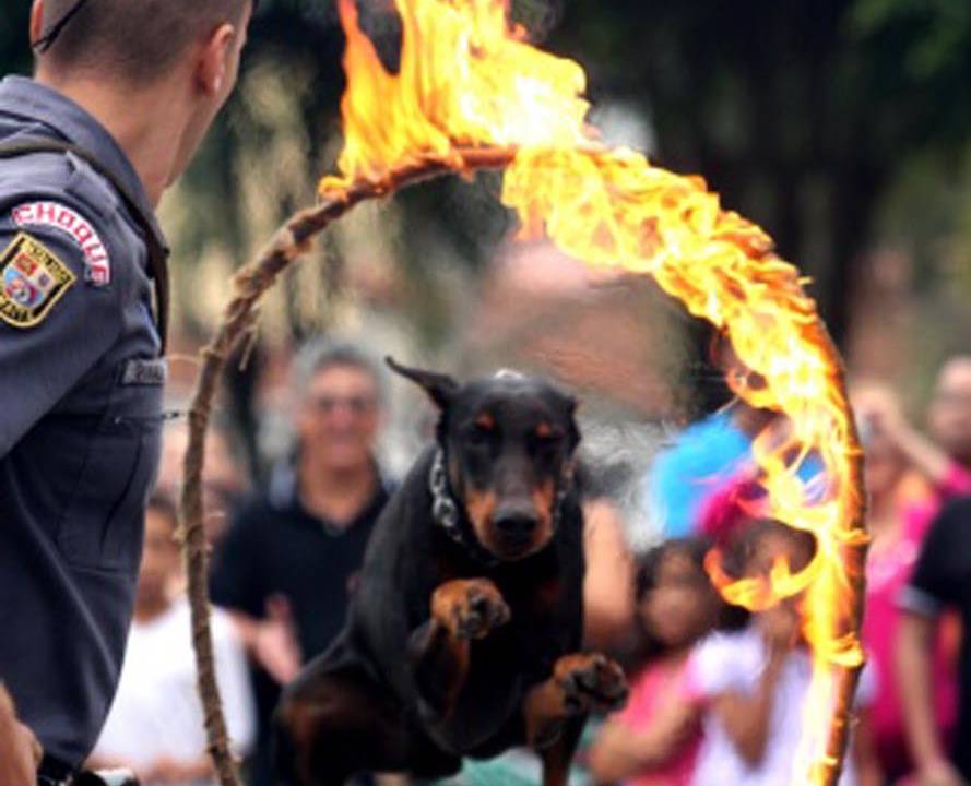 Catavento - Apresentação de cães farejadores