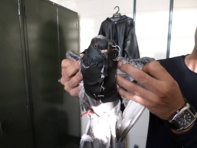 Pombo com celular: ave foi encontrada por agentes na Penitenciária de Parelheiros