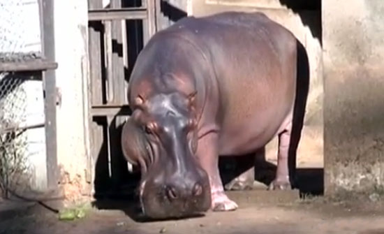 hipopotamo.jpeg