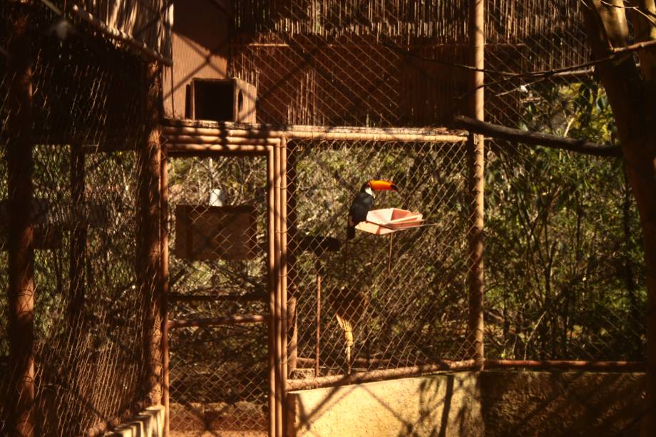 Parque Zoológico Eugênio Walter: o tucano-toco chama a atenção da garotada