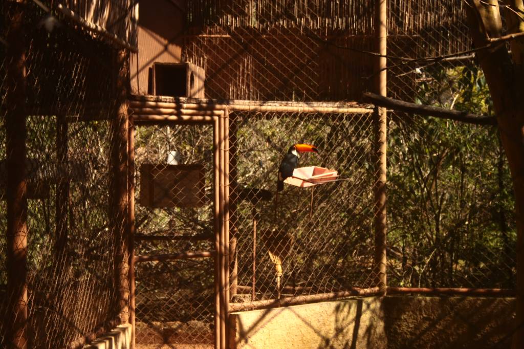 Parque Zool&oacute;gico Eug&ecirc;nio Walter: o tucano-toco chama a aten&ccedil;&atilde;o da garotada