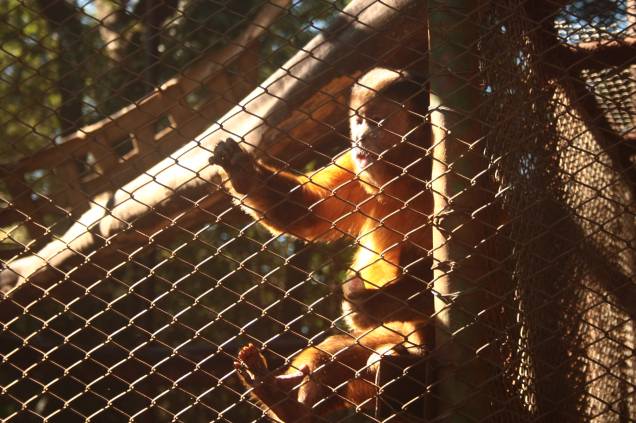 Parque Zoológico Eugênio Walter: o macaco-prego Chico é a estrela do local