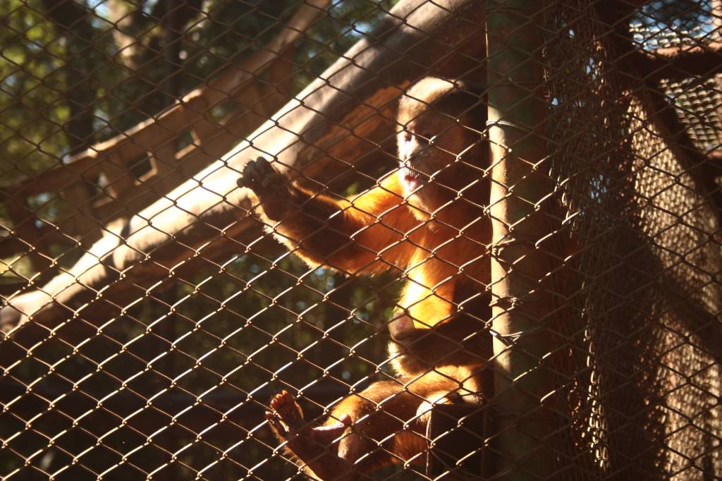 Parque Zool&oacute;gico Eug&ecirc;nio Walter: o macaco-prego Chico &eacute; a estrela do local
