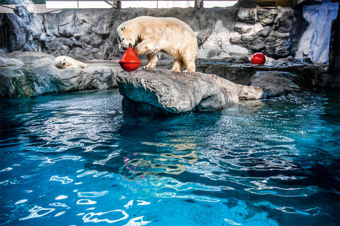Ursos polares aquário são paulo
