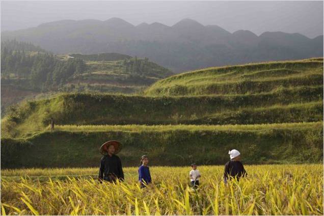 A Menina dos Campos de Arroz: Qiu mora em uma pequena cidade no sul da China, cercada por campos de arroz