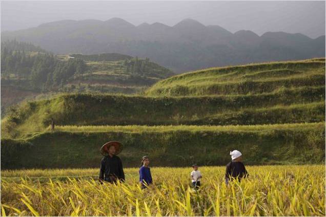 A Menina dos Campos de Arroz: Qiu mora em uma pequena cidade no sul da China, cercada por campos de arroz A Menina dos Campos de Arroz: Qiu mora em uma pequena cidade no sul da China, cercada por campos de arroz