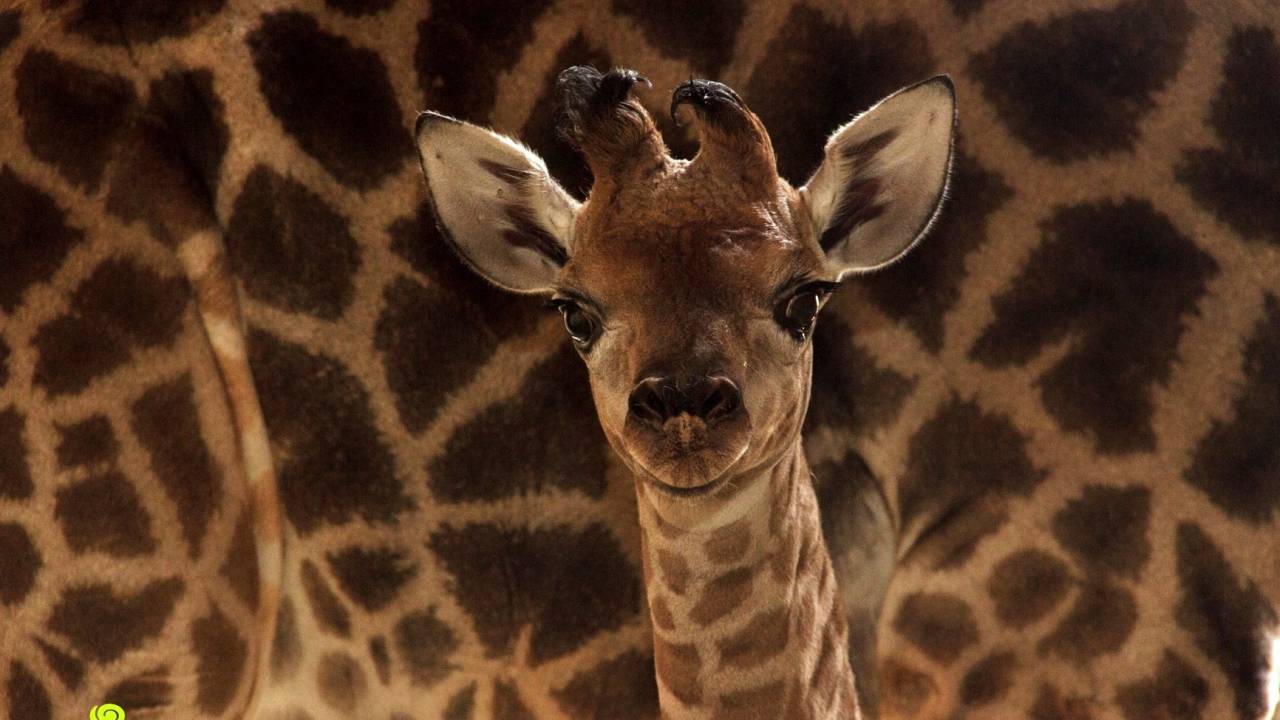 Girafa Zoológico