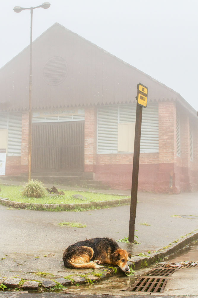Vila de Paranapiacaba sofre com o problema de abandono de animais
