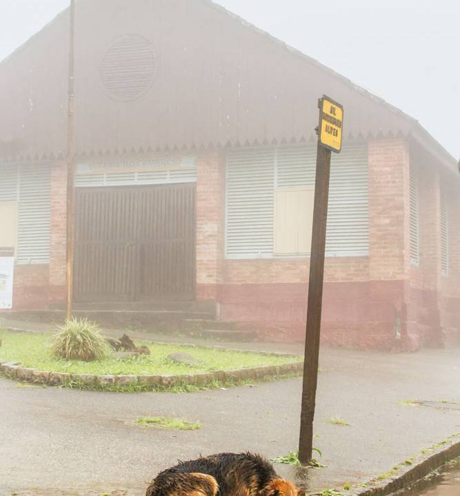 Paranabiacana abandono cachorro