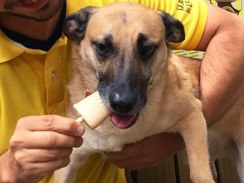 Le Botteghe Di Leonardo - peppino - sorvete de cachorro