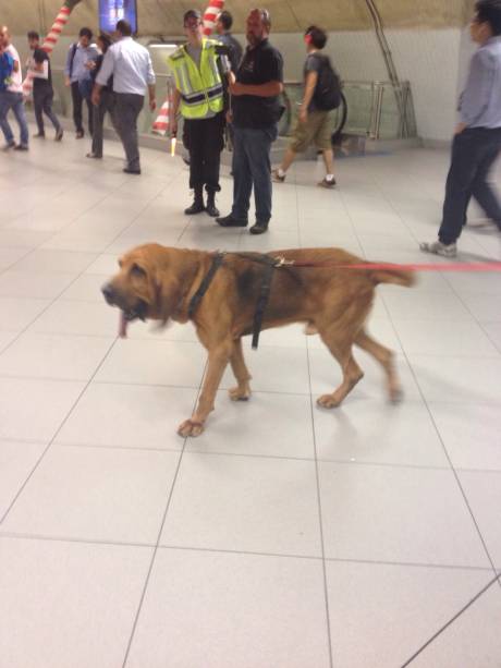 Cão farejador Brunoque ajudou a desevender morte de americano