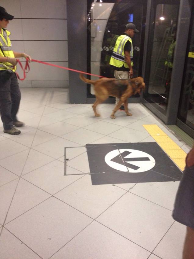 Cão farejou até perto da linha por onde passa a composição