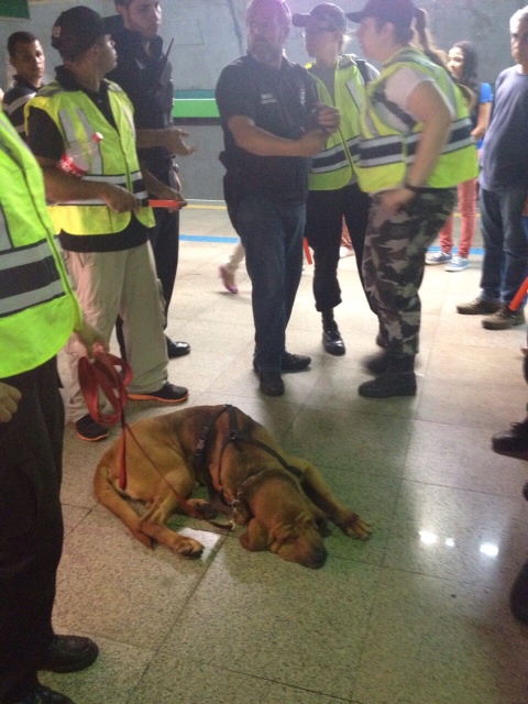 Cão começou sua busca por volta das 17h30