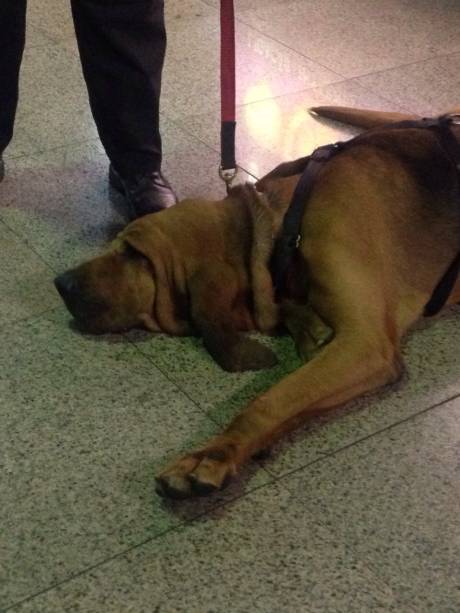 O bloodhound atende pelo nome de Bruno e tem 7 anos de idade