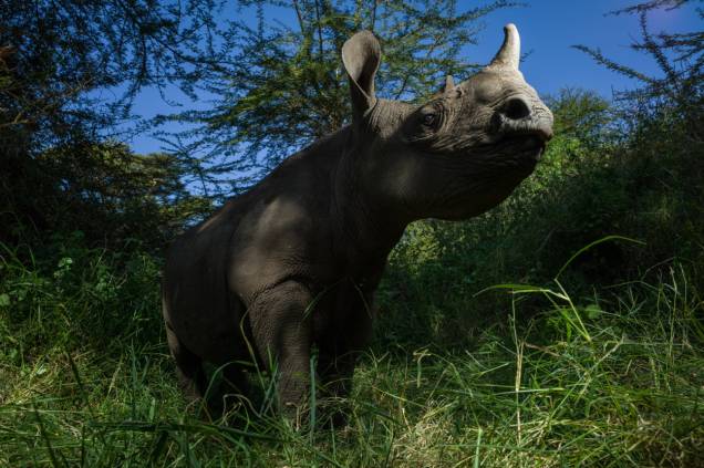 Fotógrafo brasileiro registra perseguição a rinocerontes e expõe obras no Shopping Penha