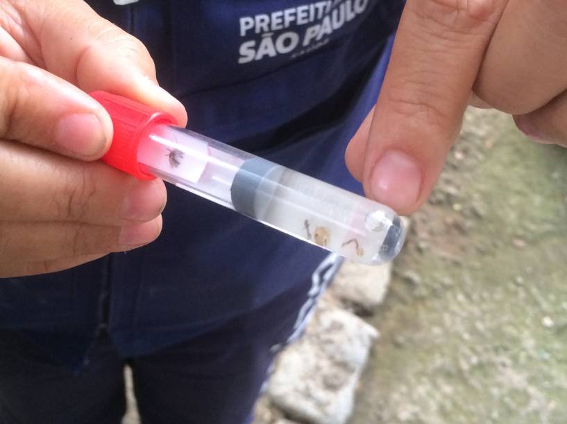	Funcionária da prefeitura mostra as larvas e um exemplar do mosquito em tubo de ensaio