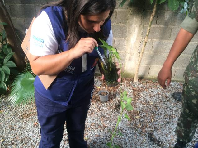 Funcionária retira amostra da larva de planta Funcionária retira amostra da larva de planta