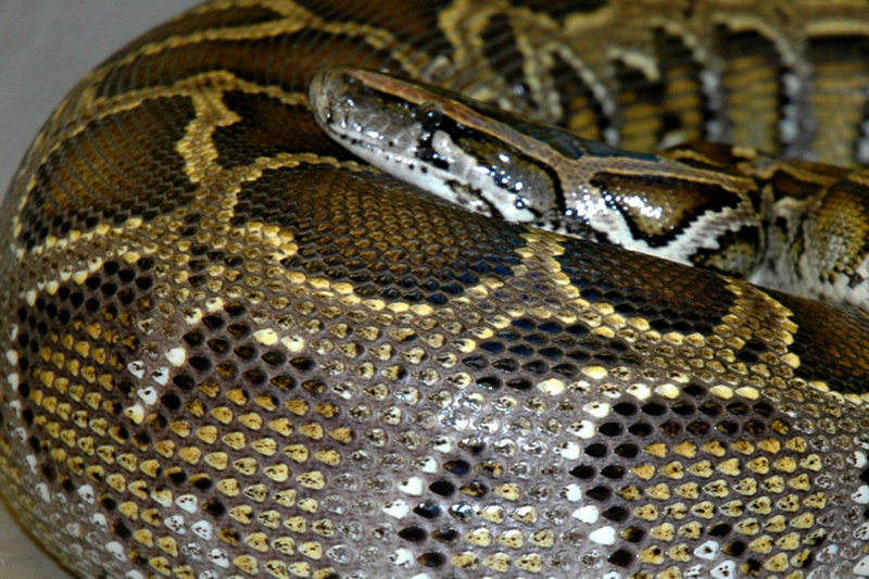 Cobra Píton que devorou jacaré