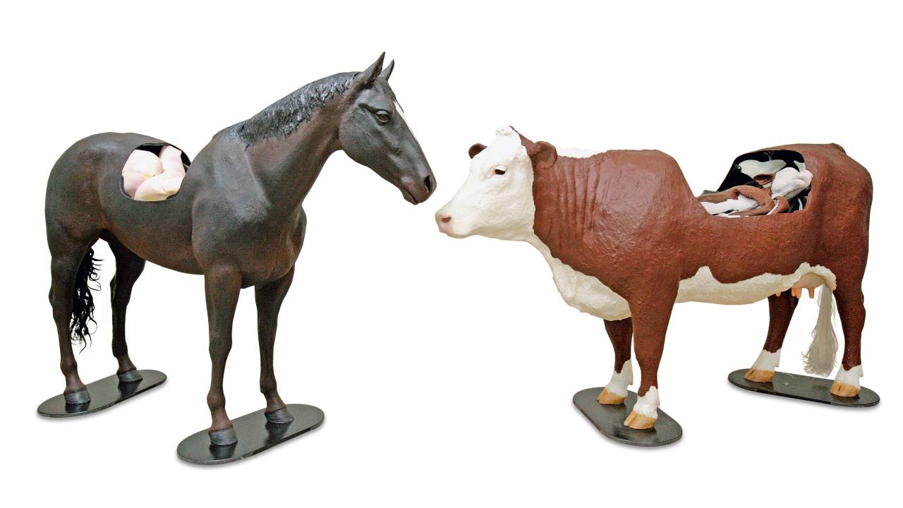 vaca e cavalo