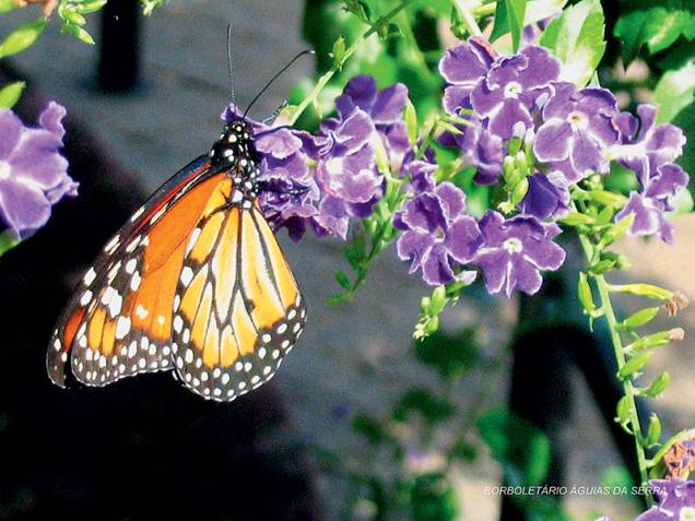 Monarca: de cor laranja, com manchas brancas e pretas, alcança quase 10 centímetros de envergadura e realiza voos baixos e lentos Monarca: de cor laranja, com manchas brancas e pretas, alcança quase 10 centímetros de envergadura e realiza voos baixos e lentos