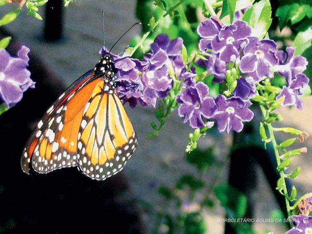 Monarca: de cor laranja, com manchas brancas e pretas, alcança quase 10 centímetros de envergadura e realiza voos baixos e lentos