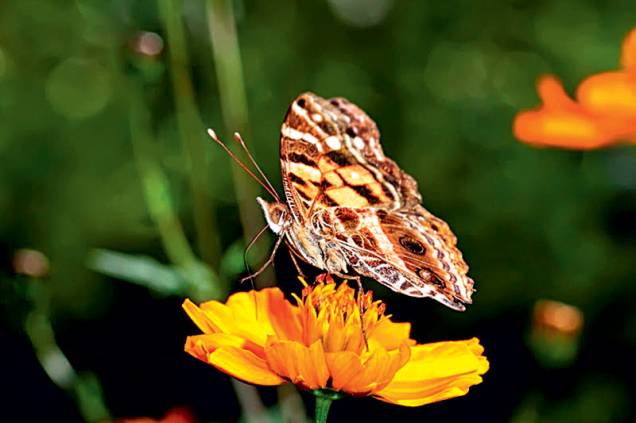 Pingos-de-prata: recebe esse nome popular por causa das rajadas prateadas na parte central das asas, que se destacam sob a luz do sol