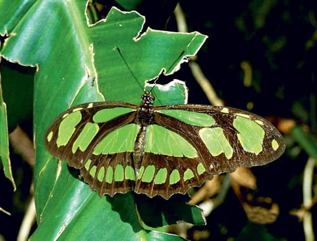 Siproeta: verde com manchas pretas, costuma ser vista em áreas ensolaradas, onde procura frutos fermentados e néctar para se alimentar