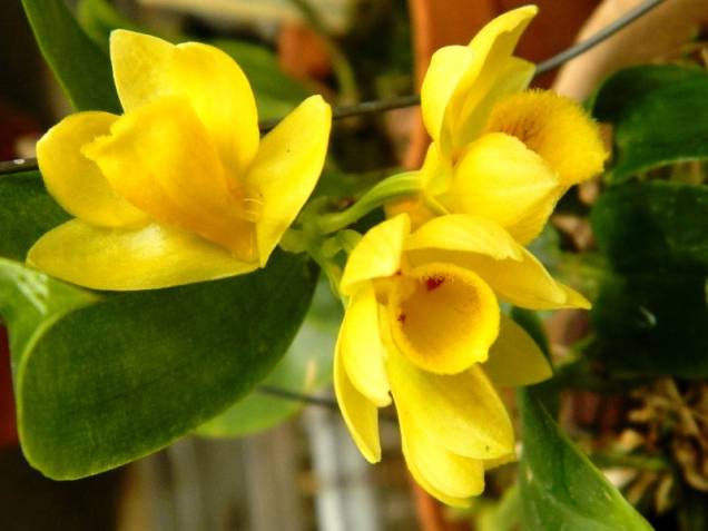 A espécie Dendrobium sulcatum