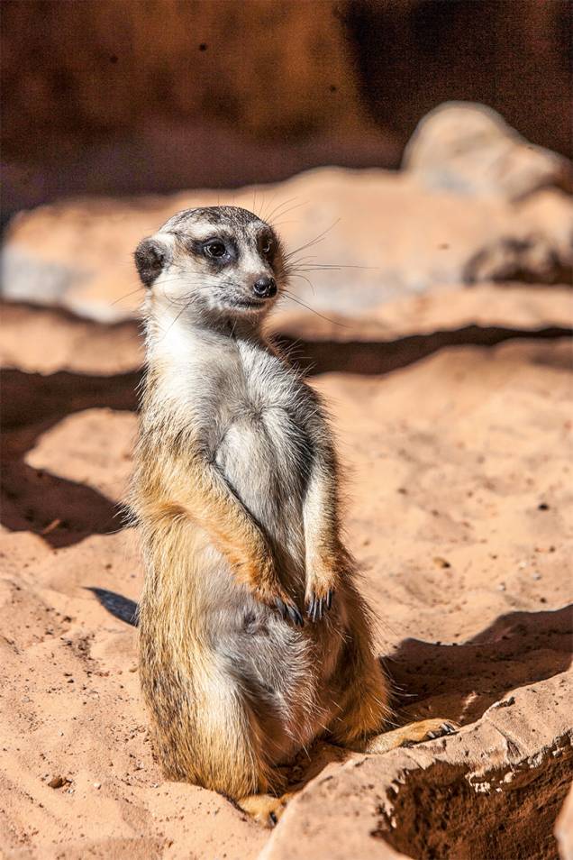 Suricato: também é encontrado no Zoológico de São Paulo. São treze exemplares, sendo seis filhotes. O animal lembra Timão, do desenho <em>O Rei Leão</em> (1994) Suricato: também é encontrado no Zoológico de São Paulo. São treze exemplares, sendo seis filhotes. O animal lembra Timão, do desenho <em>O Rei Leão</em> (1994)