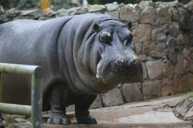 Hipopótamo: o mamífero é uma das atrações do Zoológico, aberto a semana inteira
