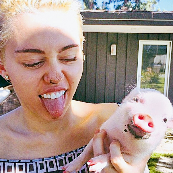 	A cantora Miley Cyrus: bicho popular entre celebridades