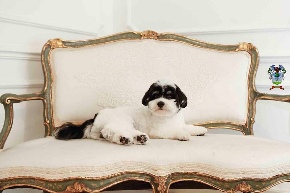 	O c&atilde;o da ra&ccedil;a havanese: visita a restaurantes estrelados
