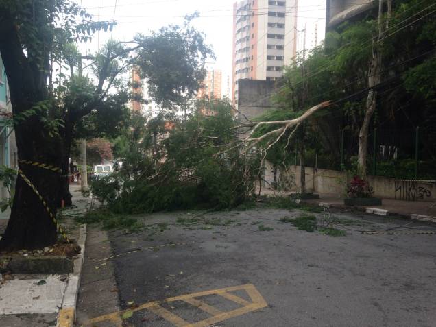 Árvore caiu na Rua Capote Valente com a chuva da última madrugada