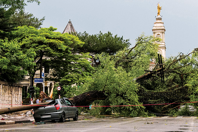 No início deste ano, árvore tombada no centro amassou carro