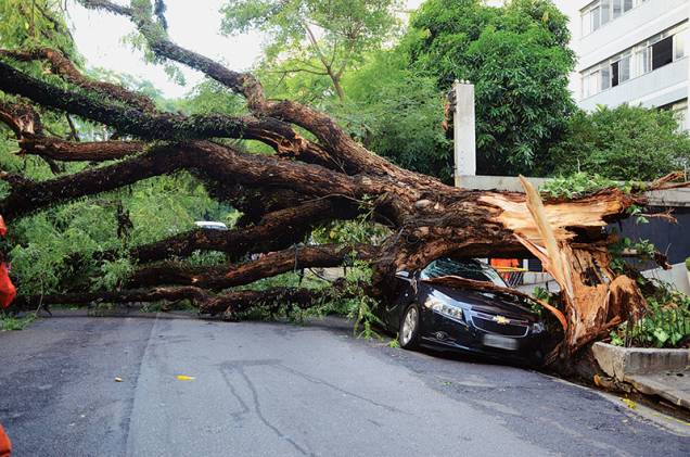 A chuva forte do dia 8 de janeiro fez com que uma árvore caísse sobre um carro estacionado na Alameda Casa Branca, na região dos Jardins