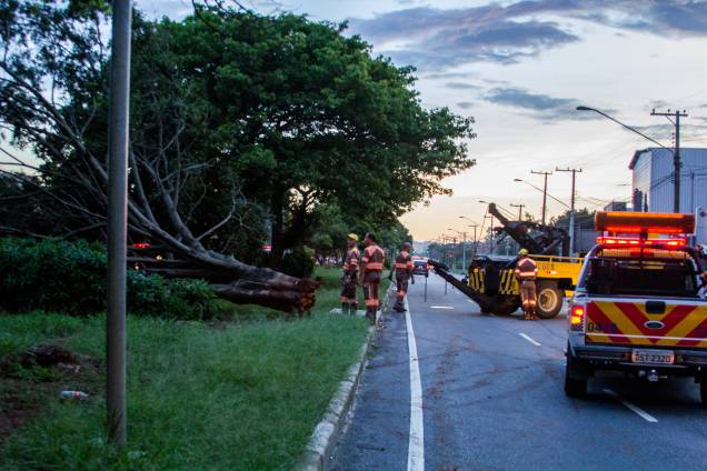 Queda de árvore na Zona Sul de São Paulo: região foi uma das mais prejudicadas na cidade no início do ano