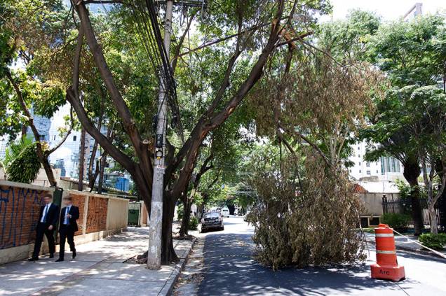 Avenida Horácio Lafer interditada por causa de queda de árvore no dia 8 de janeiro