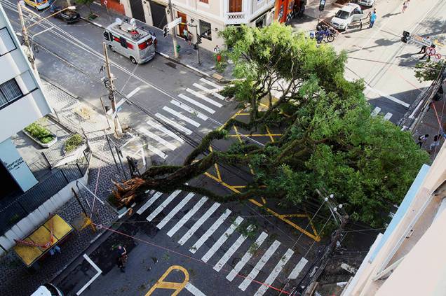 Árvore tombada na esquina das ruas Cubatão e Eça de Queiroz, na Vila Mariana