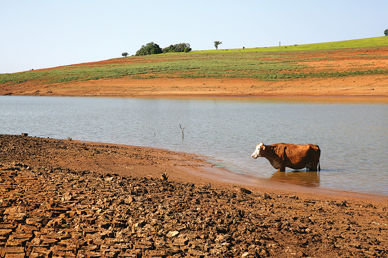 Represa do Sistema Cantareira, com vaca em rio e gramado baixo no horizonte