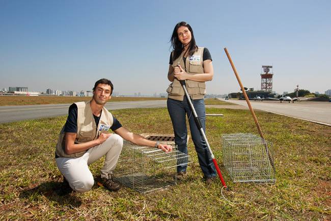 Profissionais são especializados em tirar animais das rotas dos aviões