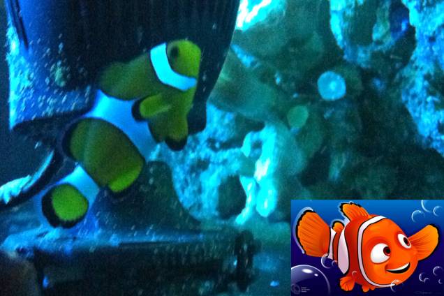 Aquário de São Paulo apresenta todos os peixes que inspiraram a turminha do filme Procurando Nemo. O personagem principal é o peixe-palhaço